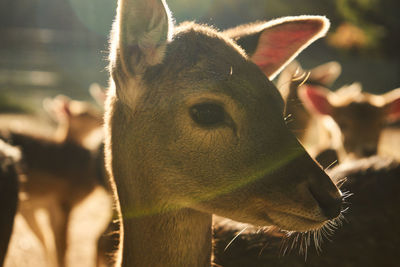 Close-up of an animal