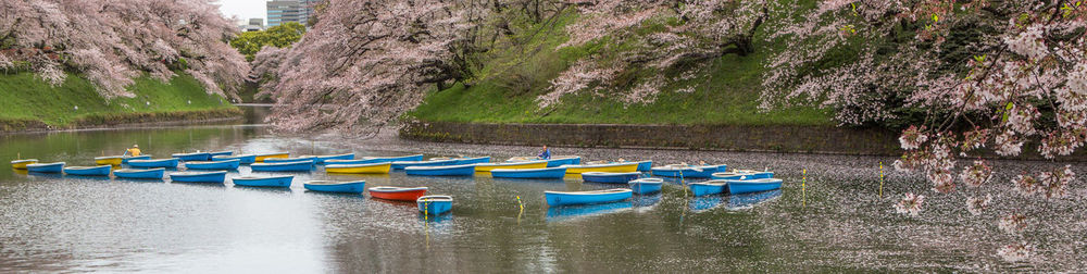 Panoramic view of boats moored on lake by cherry trees in city