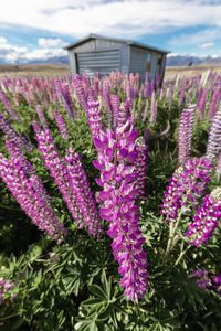 Close-up of pink flowering plants