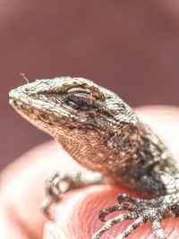 Lizard macro shoot 