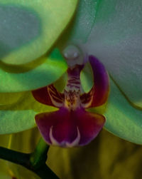 Close-up of purple flowers blooming outdoors