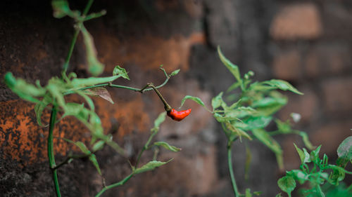 Close-up of red berries on plant