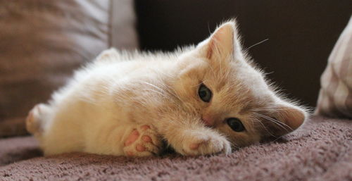 Close-up portrait of cat