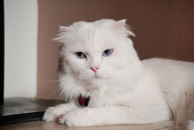 pet