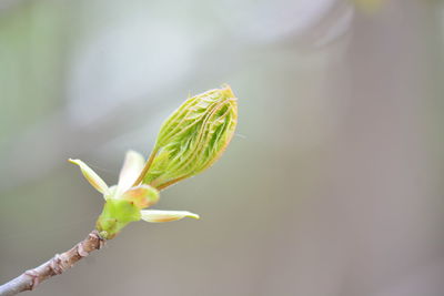 Close-up of flower bud