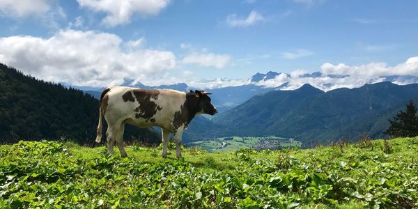 Cows grazing on field against sky