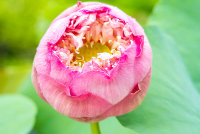 Close-up of pink water lily