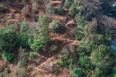 High angle view of tree in forest