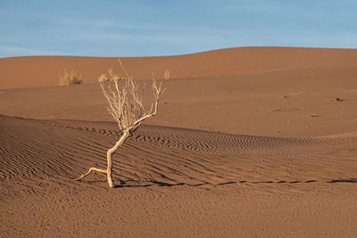 Sand dune in desert against sky