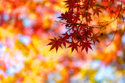 Close-up of maple leaves against blurred background