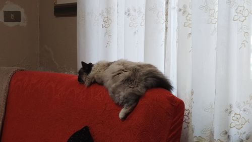 Cat relaxing on chair at home