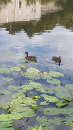 Reflection of birds in water