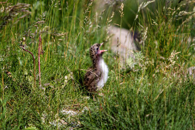 Arctic tern chick