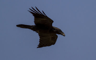 Low angle view of a bird flying