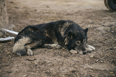 View of a dog lying on field