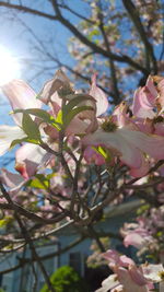 Low angle view of pink flowers