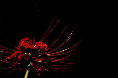 Close-up of red flower against black background