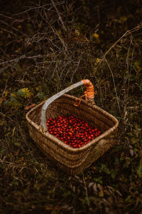 High angle view of strawberries in basket on field