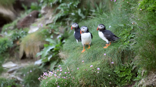 Birds perching on rock