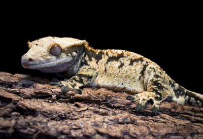Close-up of lizard