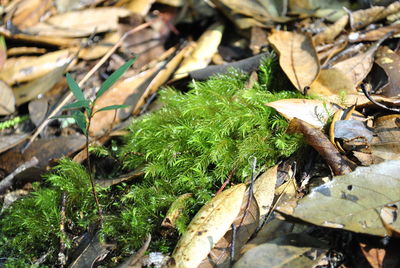 Close-up of plant