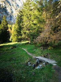 Scenic view of forest