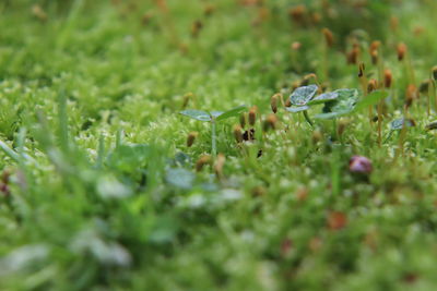 Close-up of flowers growing on field