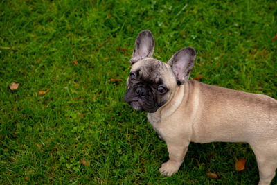 French bulldog puppy on the grass palyground.