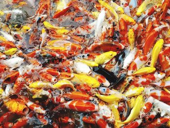 High angle view of koi carps swimming in lake