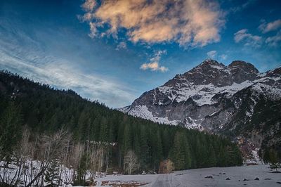 View of forest with rocky mountains