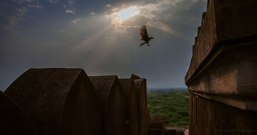 Low angle view of a bird flying in sky