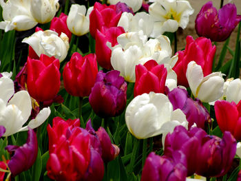 Close-up of pink tulips