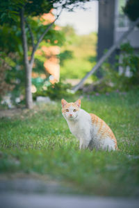 Cat looking away on field