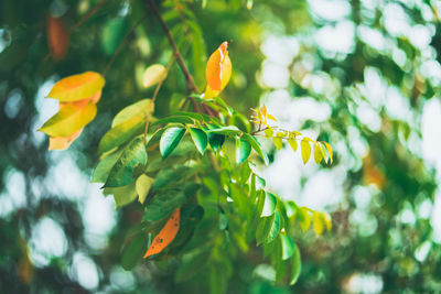 Close-up of green leaves on plant