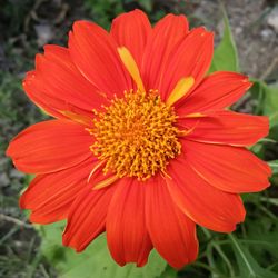 Close-up of red flower