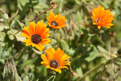 Close-up of orange flower