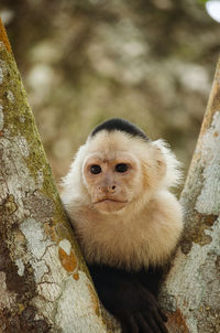 Portrait of monkey on tree