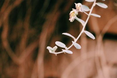 Close-up of white flowers