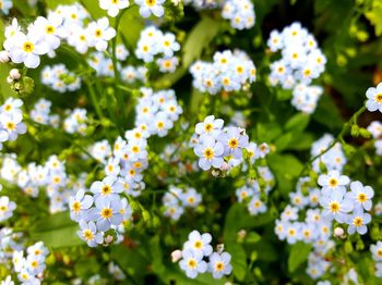 Close-up of blue forget-me-not flowers blooming in park