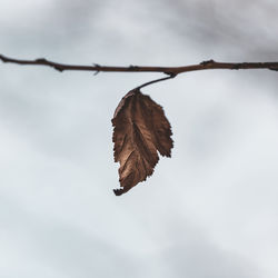 Close-up of dried leaves