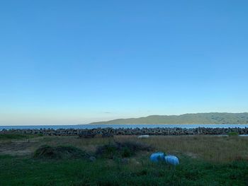 Scenic view of field against clear blue sky