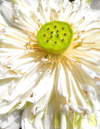 Full frame shot of white flowering plant