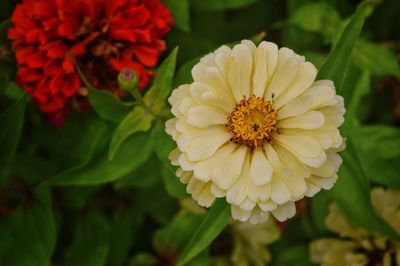 Close-up of white flowering plant in park