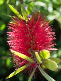 Close-up of pink flower