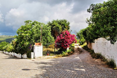 Footpath amidst trees