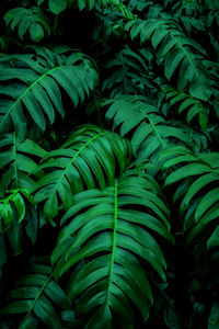 Full frame shot of green leaves