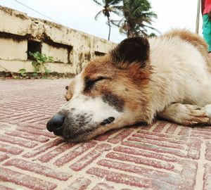 Close-up of a dog sleeping