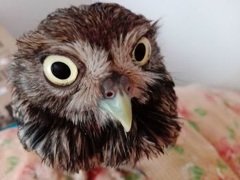 Close-up portrait of owl