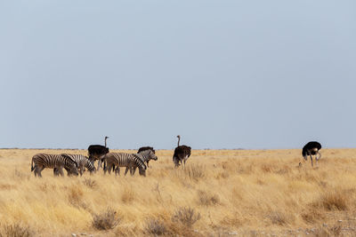 Horses in a field