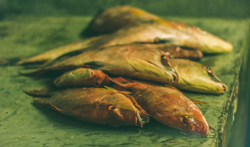 Close-up of dead fish